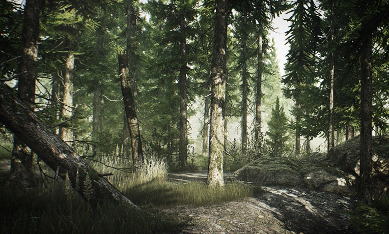Woods